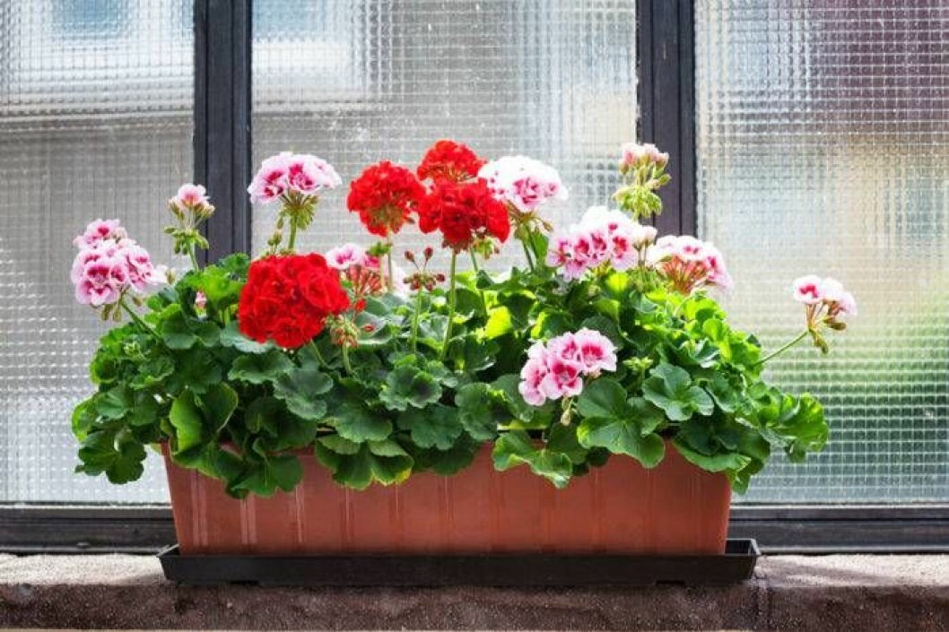 Pelargoner trivs bra i uterum, så länge det inte längre är frost ute. Foto: Shutterstock/IBL Pelargoner i uterummet
