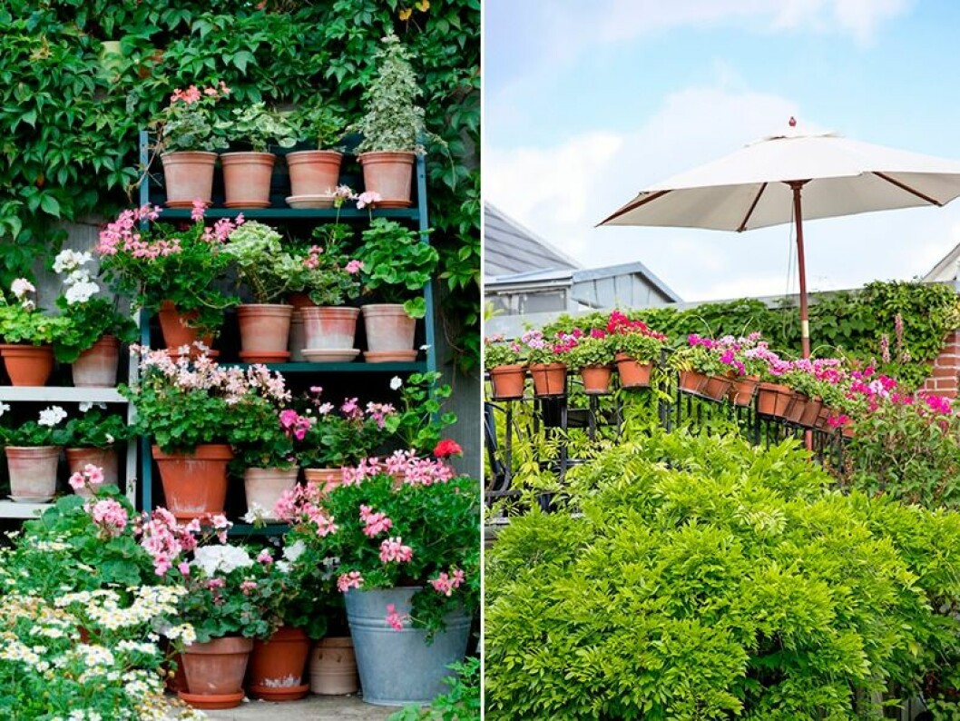 Stege full med pelargoner i kruka