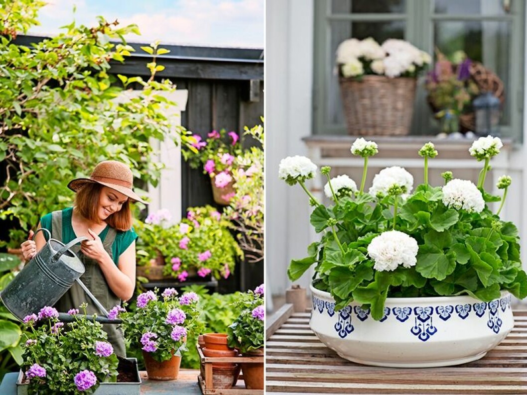 Lila och vita pelargoner