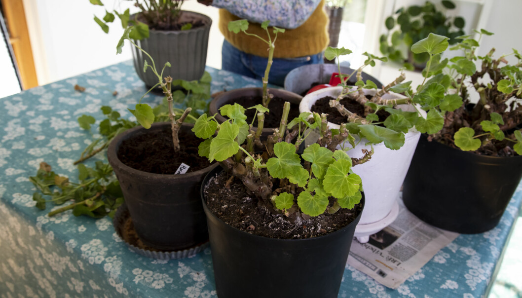 Ibland blir det inte mycket kvar, men det gör inget. Pelargonen kommer att ta sig. Ibland blir det inte mycket kvar, men det gör inget. Pelargonen kommer att ta sig.