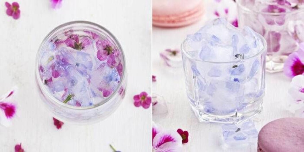 Pelargoner är vackra att dekorera med. Foto: Shutterstock/TT Pelargoner är vackra att dekorera med.