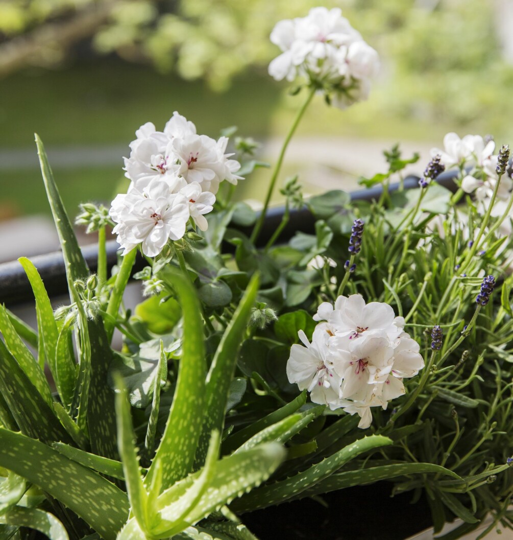 Pelargoner är lättskötta blommor som trivs både inomhus och utomhus på sommaren. Pelargoner blommar vackert och är lättskötta i en balkonglåda.