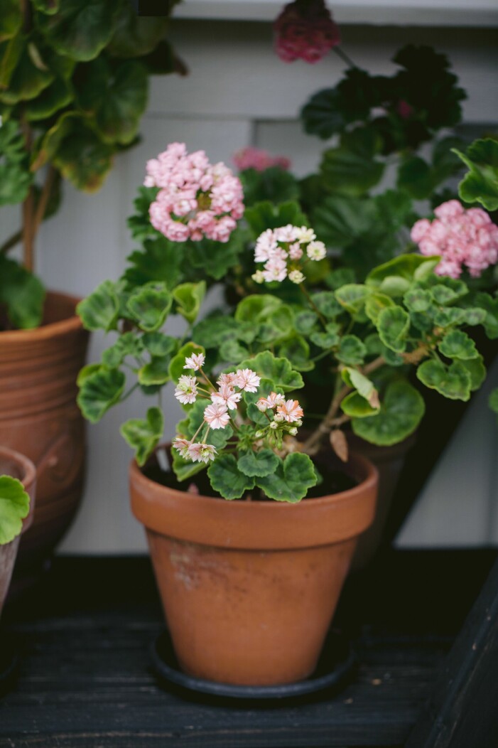 ’Mallorca’ är pelargonen som drog igång Irens stora intresse och samlarvurm när hon upptäckte den i en trädgård. Pelargon 'Mallorca'.