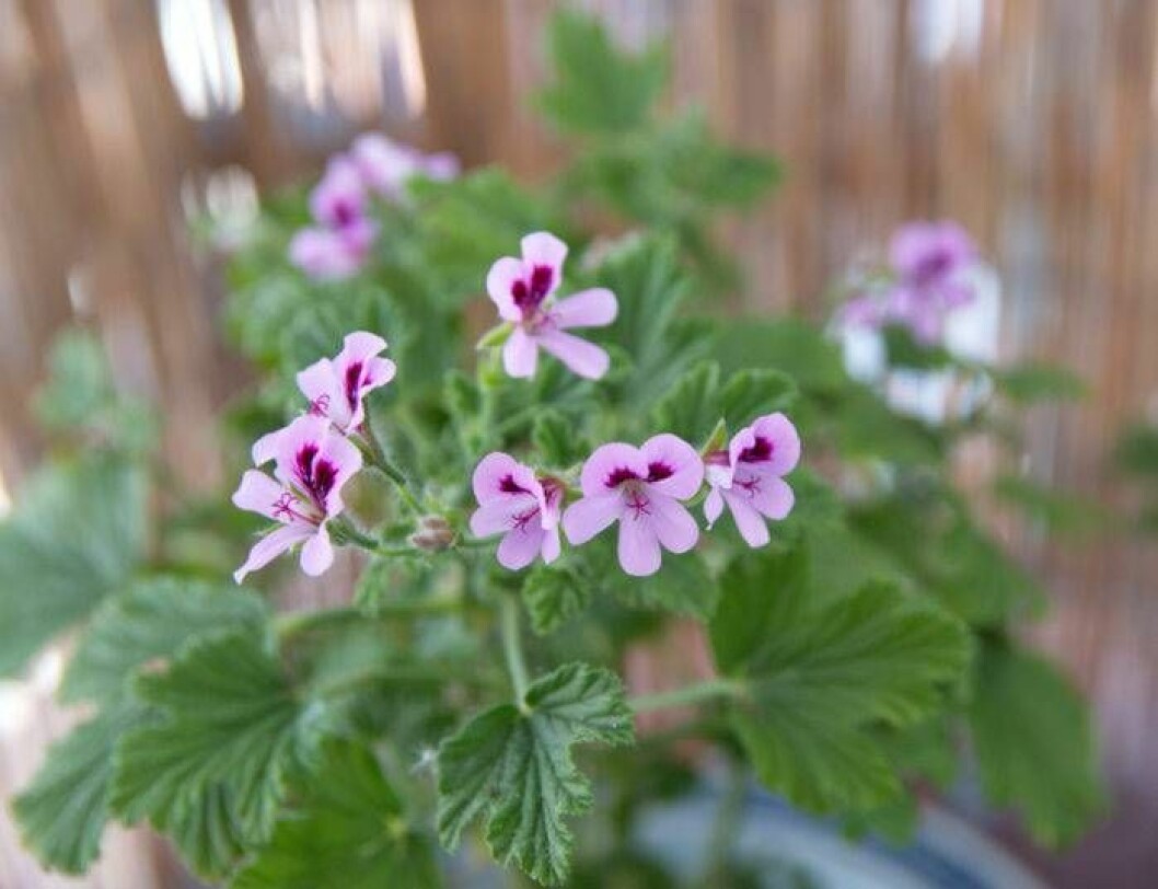 Rosendoftande pelargoner. Foto: Shutterstock/IBL Rosendoftande pelargoner.
