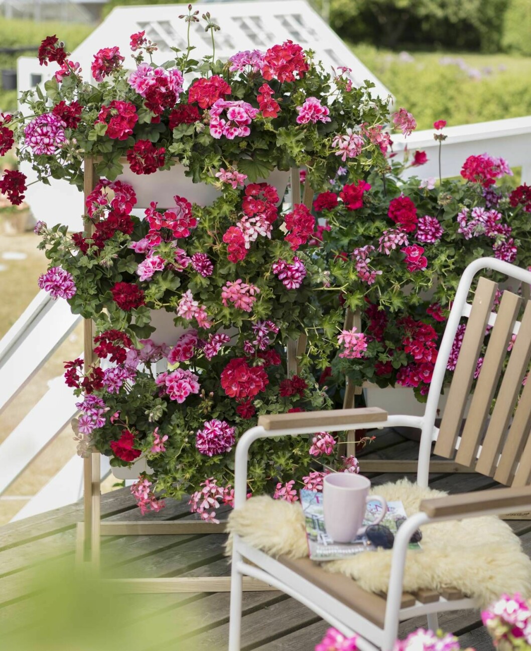 Myshörna med blomning på höjden. Tänk i våningar och använd en blomstertrappa eller fynda en sliten loppisbyrå att plantera i. Pelargoner som växer på höjden. I förgrunden en stol med kaffekopp och filt.