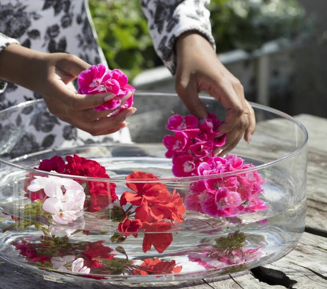 Pelargoner flyter i vatten