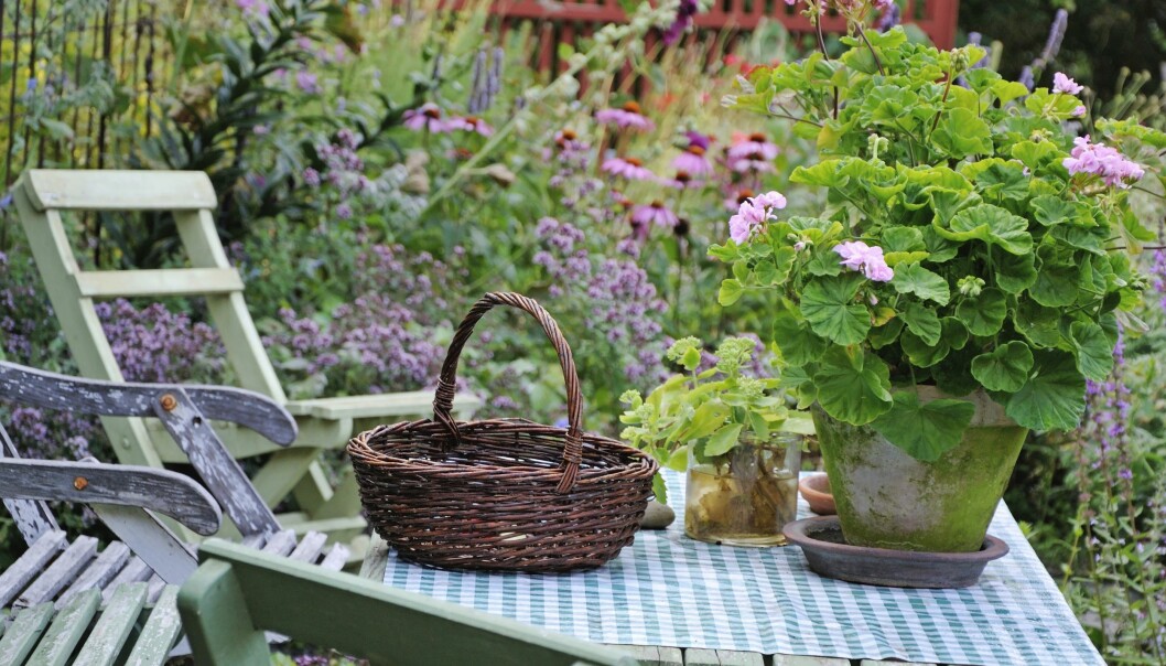 Pelargonerna brukar vara som vackrast i augusti, september.