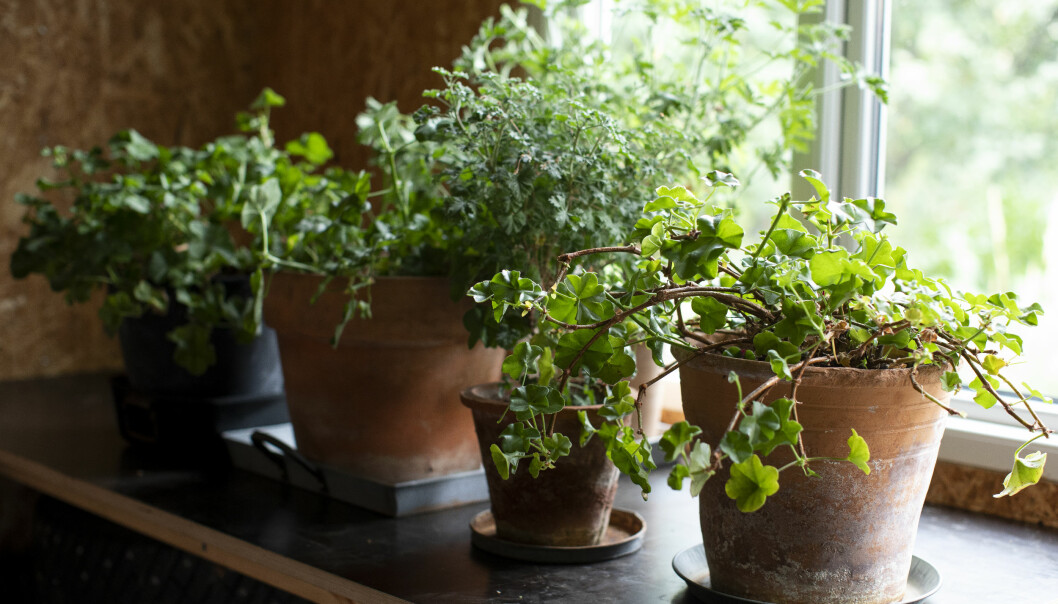 Pelargoner står i ett förråd som håller cirka tio grader.