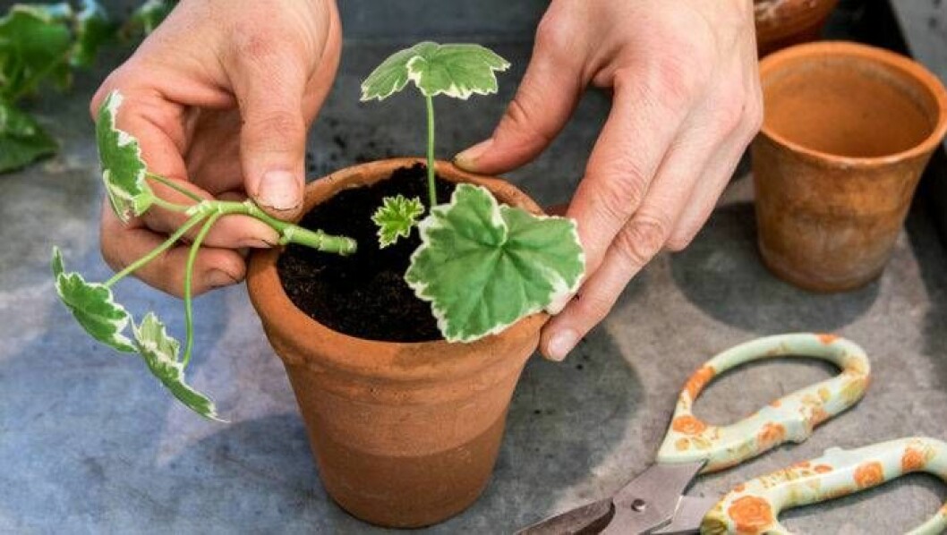 Pelargonsticklingar sticks ner i en kruka.