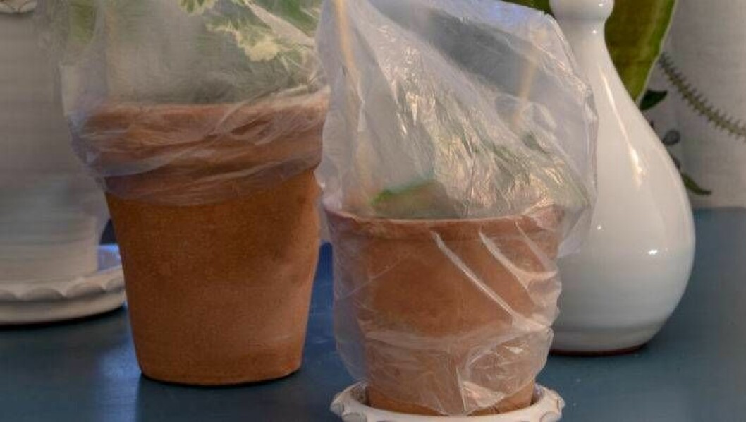 Pelargonsticklingar i kruka med plastpåse trädd över.