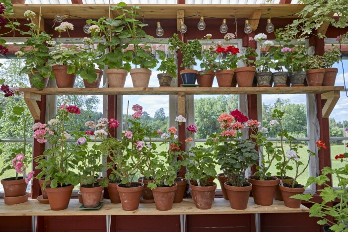 Här står pelargoner på rad längs fönstren. De är placerade efter storlek och vilka som passar ihop. Jeanette flyttar ofta om dem när hon pysslar i sitt pelargonhus. Pelargoner.