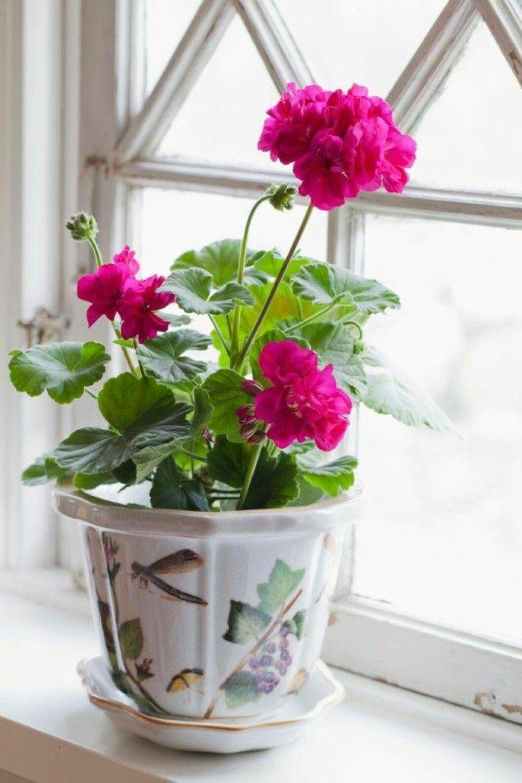 Drottningminne – en färggrann släktklenod. På gården Drottningminne i södra Jämtland har den här pelargonen frodats sedan 1930-talet. I dag sköter Ruth om den. Hennes farmor tyckte om starka färger och var därför extra förtjust i denna pelargon som fått namn efter gården. När farmodern dog fick hennes dotter ansvar för blomman och därefter blev det Ruths tur. Hon har alltid ett par exemplar för att vara säker på att den finns kvar. Pelargon Elinros drottningminne