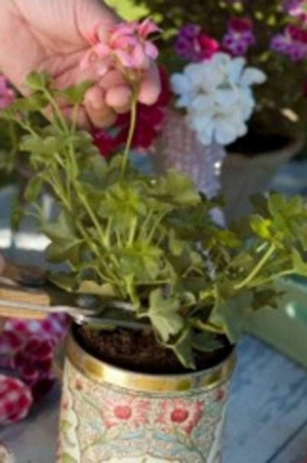 Det är dags att ta hand om de övervintrade pelargonerna. Det är dags att ta hand om de övervintrade pelargonerna.