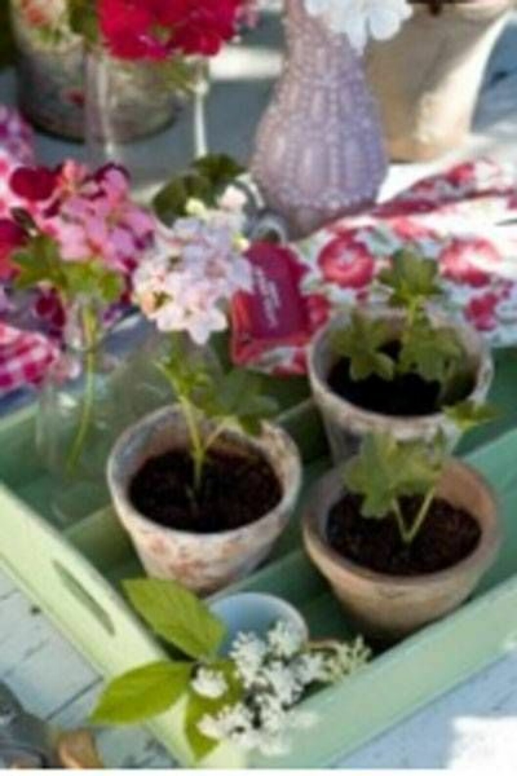 Det är lätt att få många pelargoner genom att ta sticklingar. De rotar sig snabbt i krukan. Tre keramikkrukor med pelargoner.