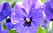 Småblommiga penséer och violer är vackra i sallad.