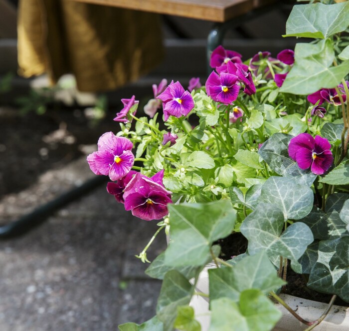 Penséer, särskilt de småblommiga, kan blomma länge – ofta hela sommaren. Nyp bort det som vissnat kontinuerligt så kommer snart nya knoppar. Lila penséer i kruka.