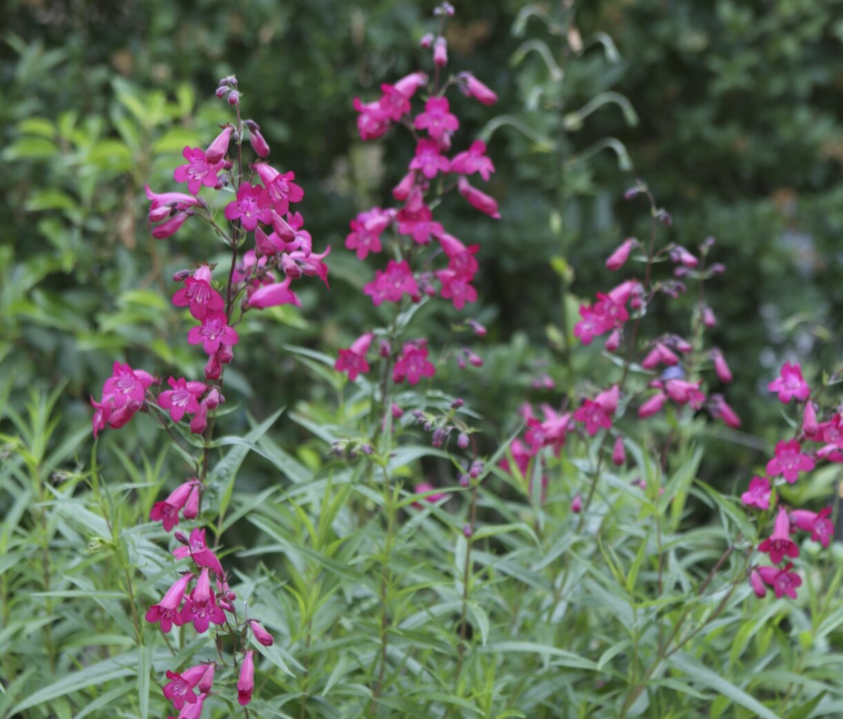 Penstemon är en underskattad ettåring vi borde använda mer av enligt John. Sorten 'Garnet' köpte han av Sissinghurst och den blommar från maj till november. Penstemon växer i rabatterna i John Taylors koloni.