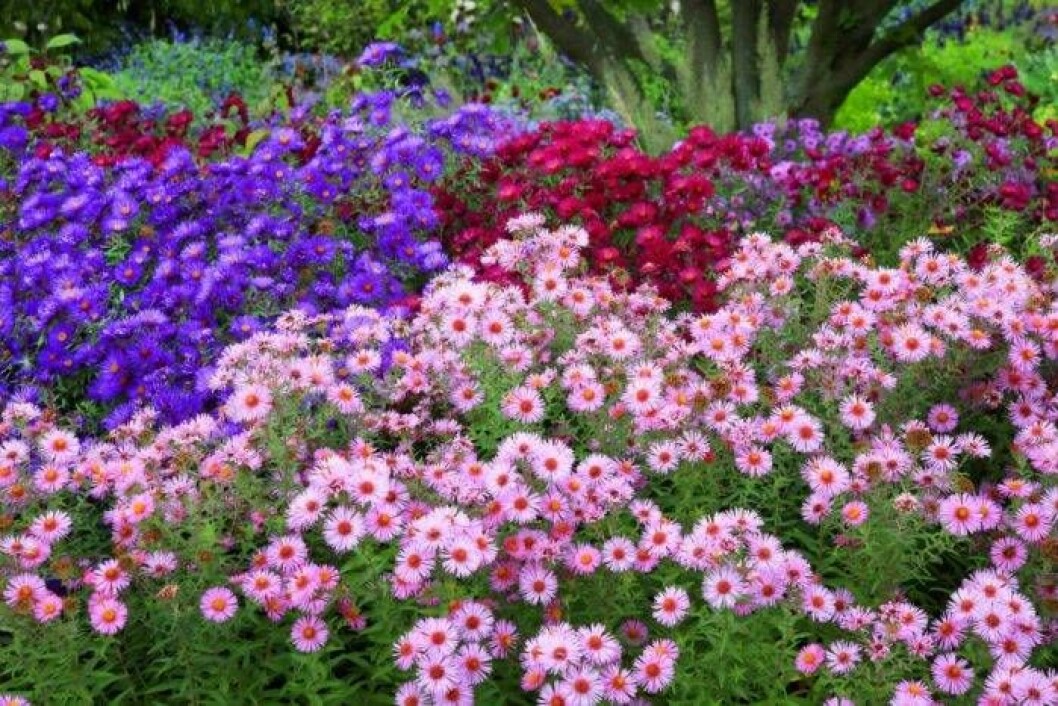 Låt september vara riktmärket för perennplantering, då det ännu inte är för blött i jorden. Foto: IBL Perennplantering i september innan det blir för fuktigt.