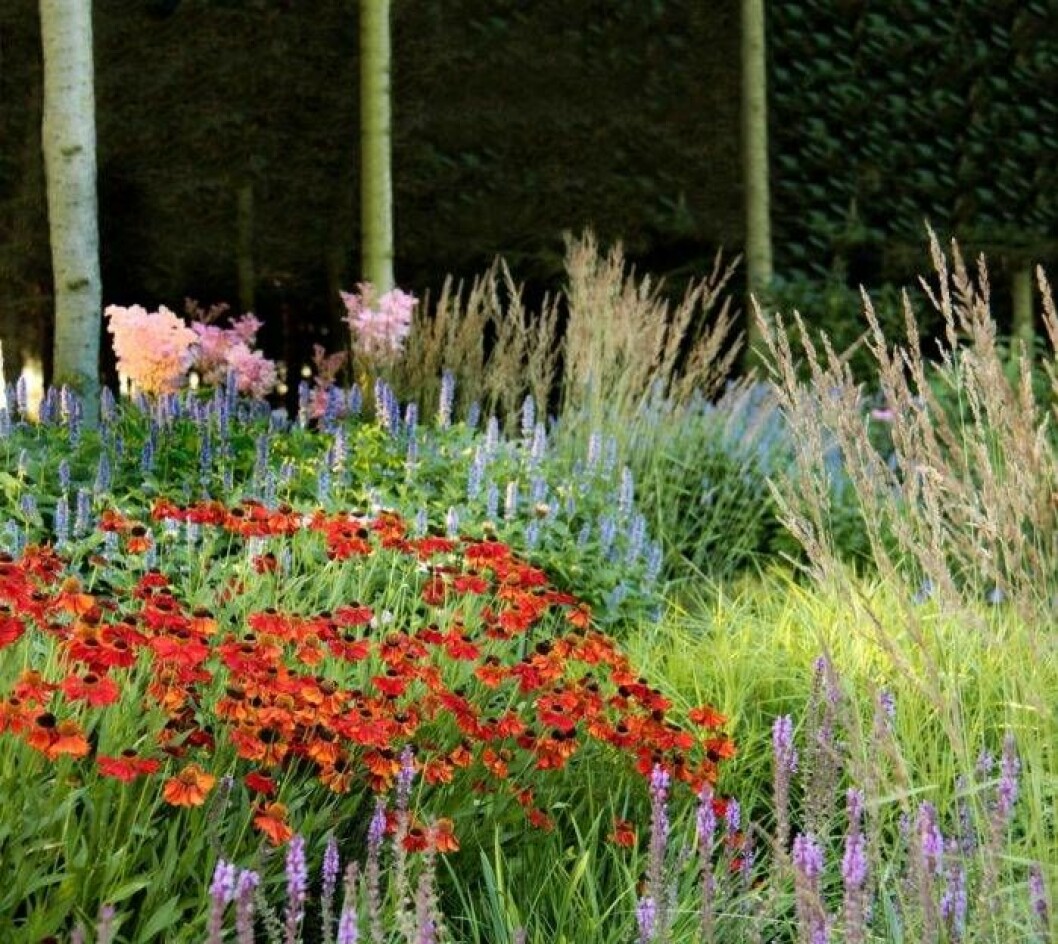 Perennrabatt i sensommarskrud. Foto: Perenner.se Perennrabatt i sensommarskrud