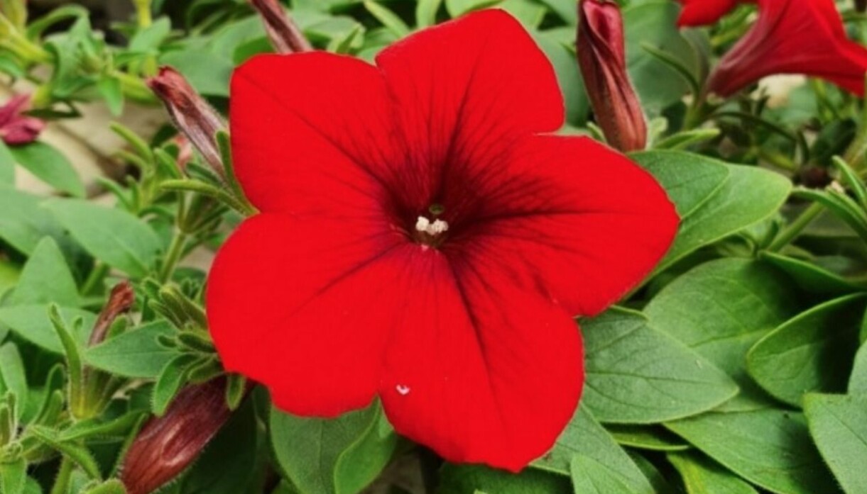 Petunia 'Surfina Deep Red'