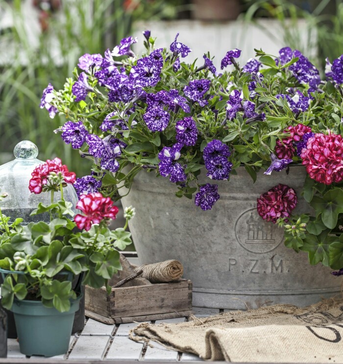 Petunia och pelargon är två av svenskarnas mest älskade sommarblommor. Inte konstigt med tanke på den otroliga variationen och blomvilligheten! Petunian är ettårig medan pelargonen kan övervintras. Petunia och pelargon är två av svenskarnas mest älskade sommarblommor. Inte konstigt med tanke på den otroliga variationen och blomvilligheten! Petunian är ettårig medan pelargonen kan övervintras.