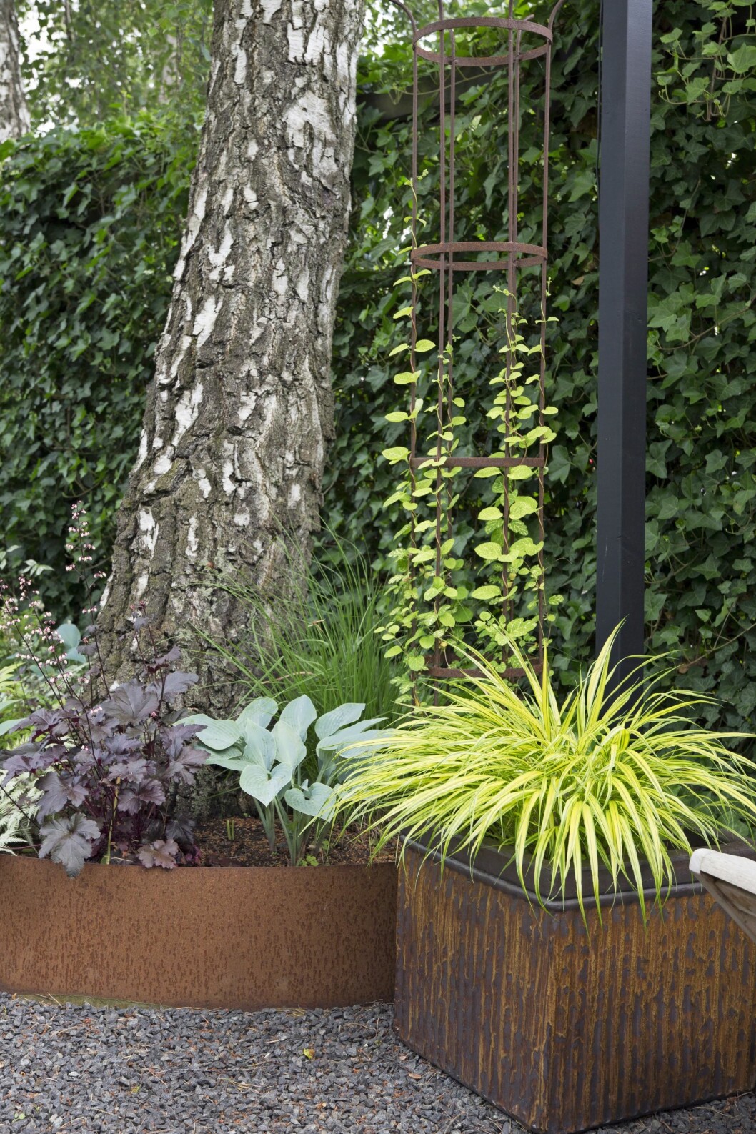 Hakonegräs, <span class=" italic" data-lab-italic_desktop="italic">Hakonechloa macra</span>, <span class=" italic" data-lab-italic_desktop="italic">'Aureola'</span> i krukan matchar med nätslingertry, <span class=" italic" data-lab-italic_desktop="italic">Lonicera japonica, ’Aureoreticulata’</span> på klätterställningen – en släkting till kaprifolen. Två rostfärgade krukor med gröna växter, bakom syns en björkstam.