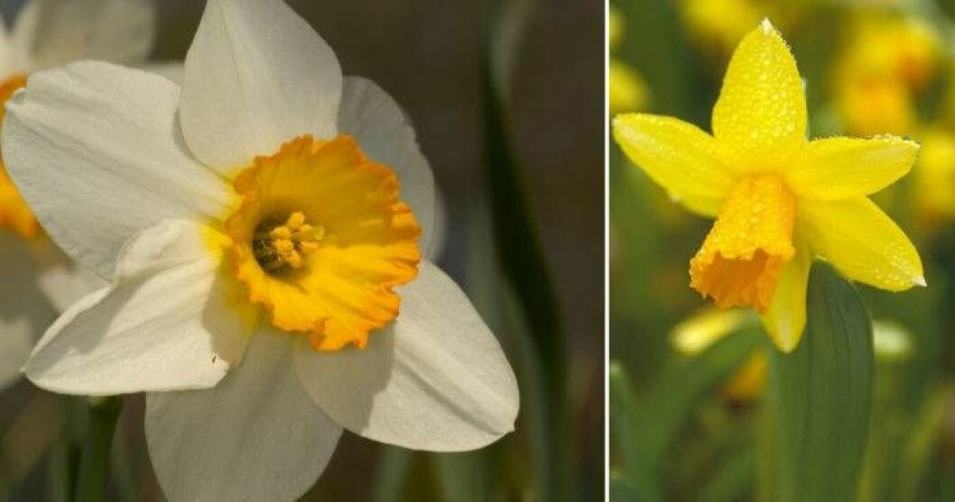 Till vänster är en pingstlilja. Trumpeten är betydligt kortare än hos kusinen påskliljan till höger. Detta är det enklaste sättet att särskilja arterna. Foto: IBL Bildbyrå Till vänster är en pingstlilja. Trumpeten är betydligt kortare än hos kusinen påskliljan till höger.