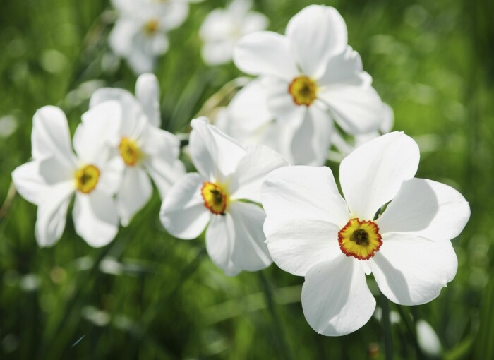 Pingstliljor blommar i april–maj. Kallas även poetnarcisser.
