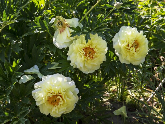 Med mängder av stora, varmt citrongula blommor glömmer man inte 'Bartzella' i första taget. Tuff och tålig Itoh-pion med fint bladverk som bjuder på härliga höstfärger. Itoh-pionen 'Bartzella'.