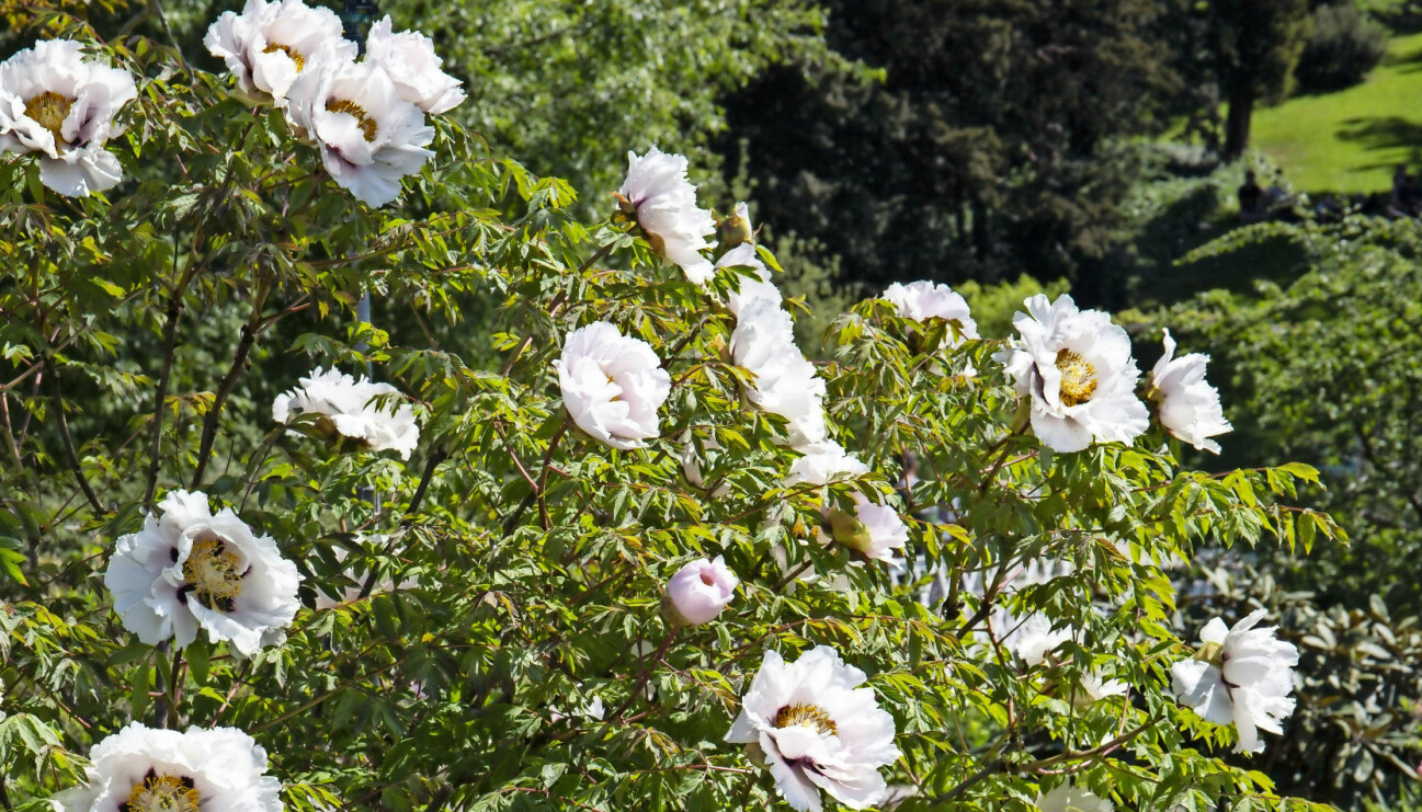 Pionbuske Luthea-hybrid med vacker blomning.
