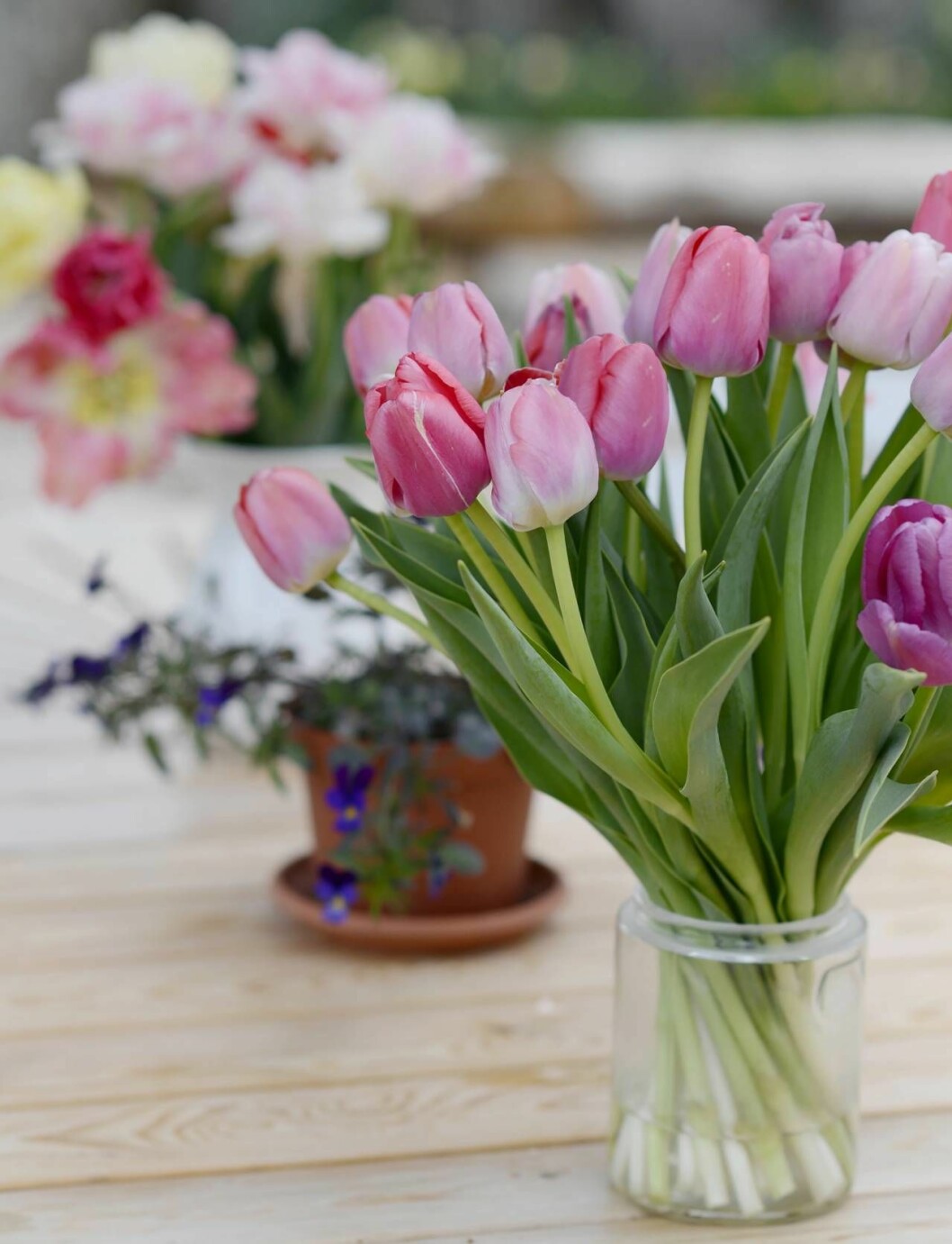Den lätt aprikos- tonade färgen övergår efterhand till laxrosa. ’Salmon Impression’ är perfekt som snittblomma, Nelson Garden. 'Salmon Impression