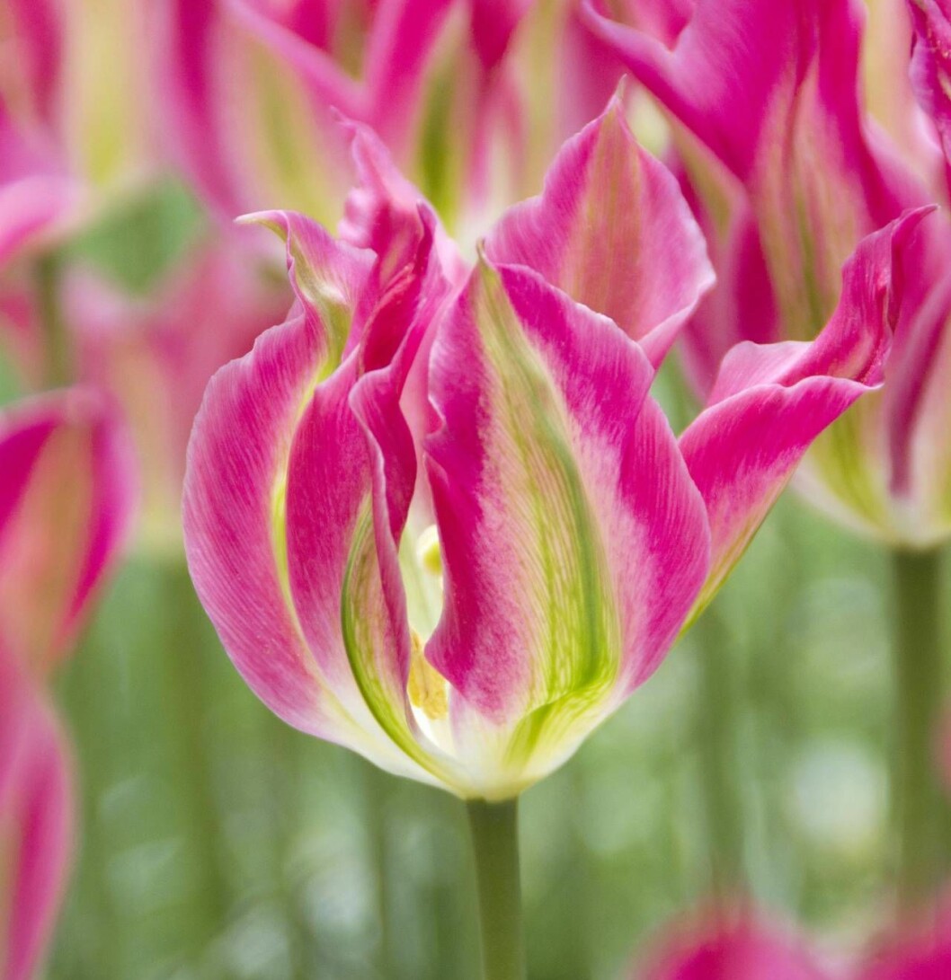 Eleganta tulpanen ’Virichic’ passar perfekt som snittblomma, Wexthuset. Eleganta tulpanen ’Virichic’
