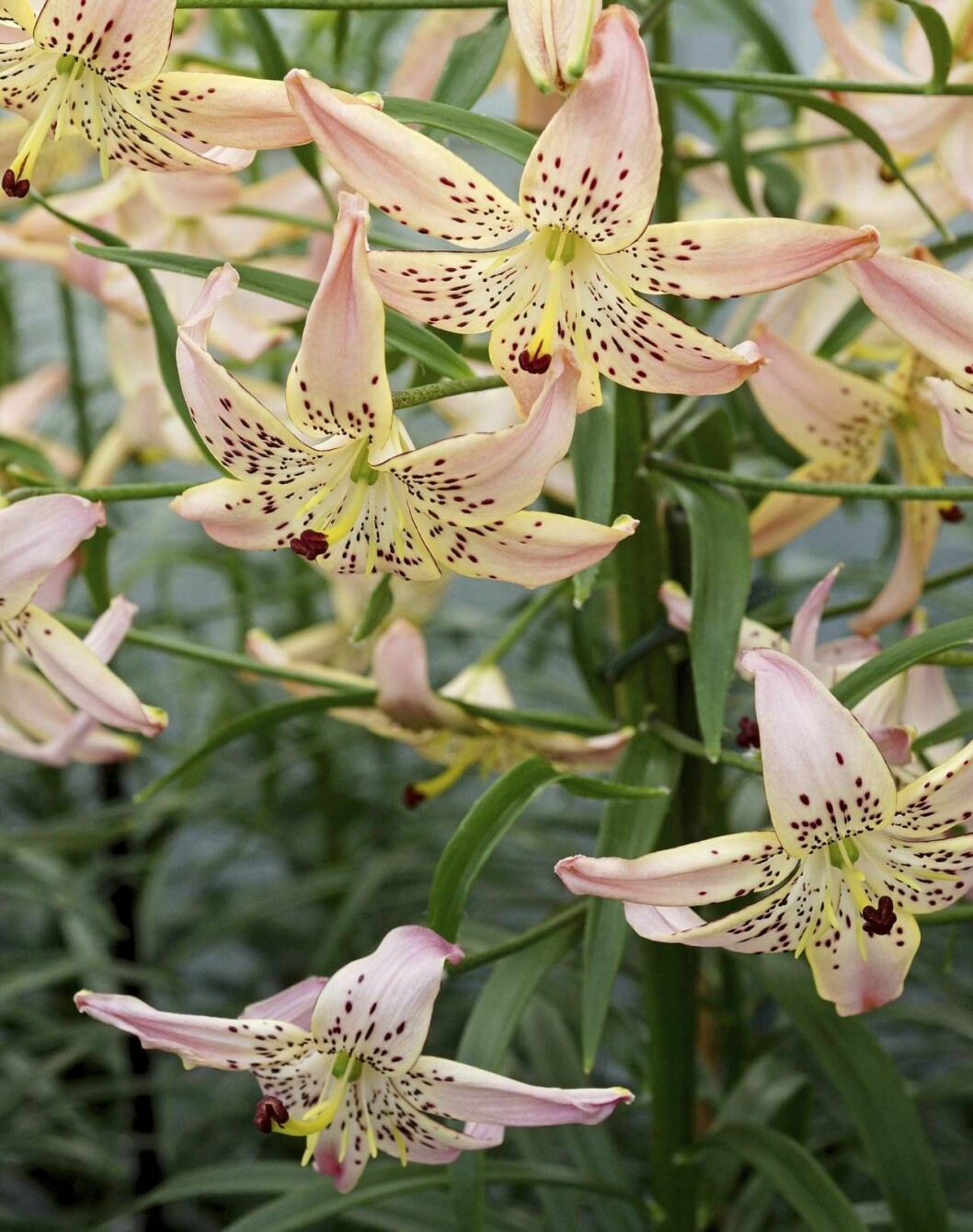 Tigerliljan ’Corsage’ har mörka fräknar, mörkt kantade kronblad och är en av de mest lättodlade sorterna, Wexthuset. Lilium Corsage