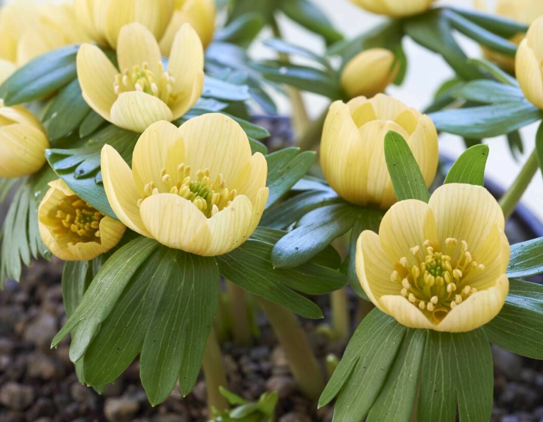 Vintergäcken ’Schwefelglanz’ blommar tidigt med halmgula blommor och blir upp till 5 cm hög, Lökar och Knölar. Vintergäcken