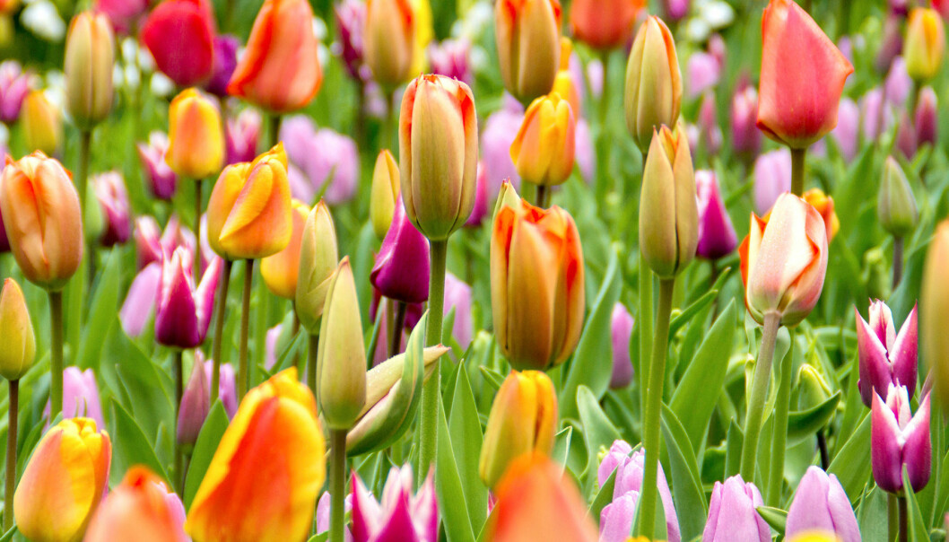 Tulpaner som blommar