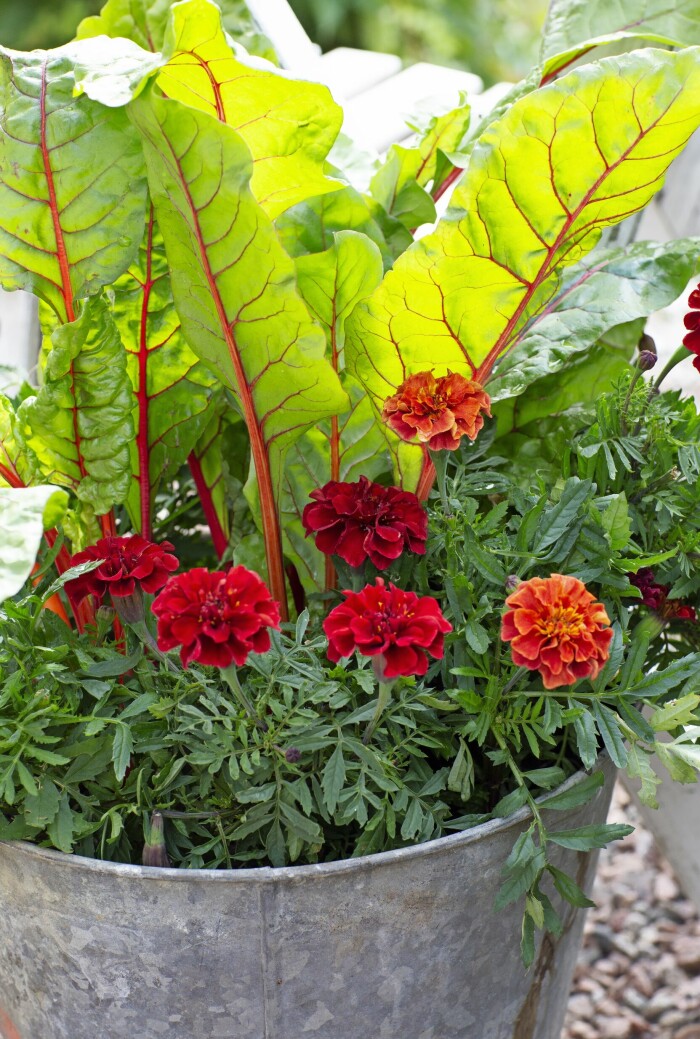 Att blanda grönsaker och blommor i samma kruka går jättebra. Snyggt och fiffigt! När mangolden är skördad finns tagetesen kvar. Att blanda grönsaker och blommor i samma kruka går jättebra. Snyggt och fiffigt! När mangolden är skördad finns tagetesen kvar.