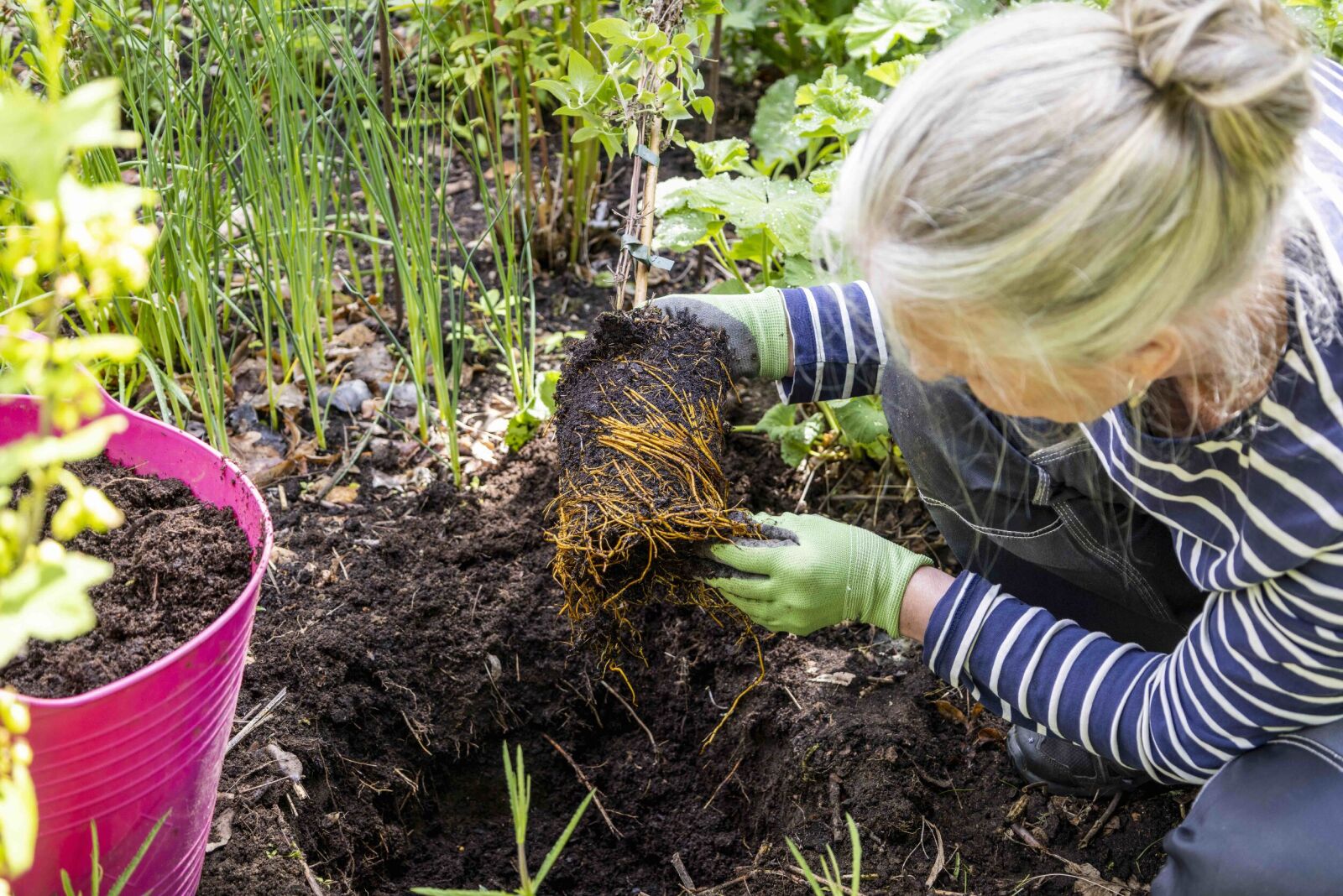 Plantera klematis: rätt jord, stöd, plantering | Allas