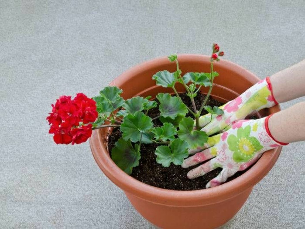 Plantera om pelargonen i en rymlig kruka. Foto: Shutterstock/IBL Plantera om pelargonen i en rymlig kruka