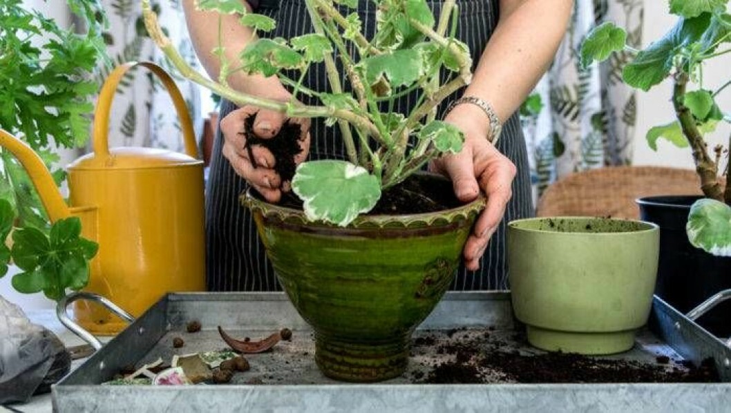 Pelargonplanta planteras om i annan kruka.