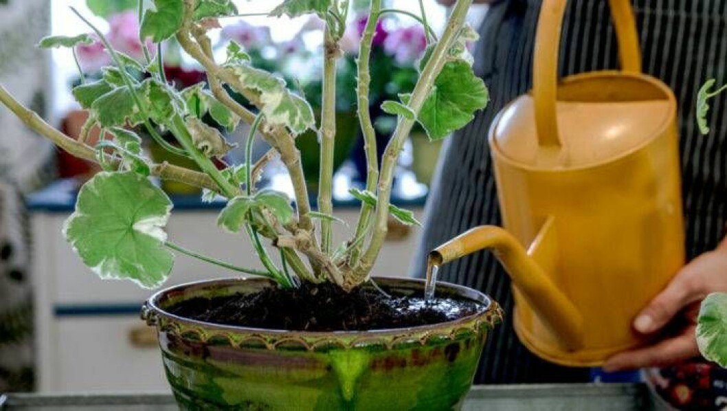 Pelargonplantan vattnas.