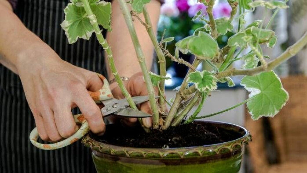 Pelargonplanta beskärs.
