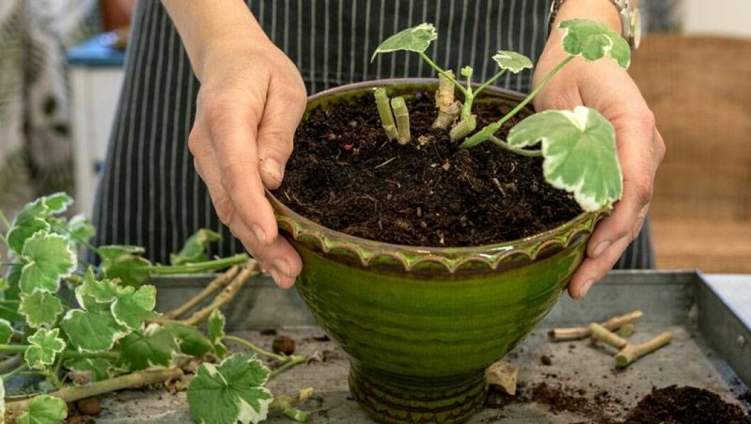 Pelaronplanta kraftig beskuren med få blad kvar.