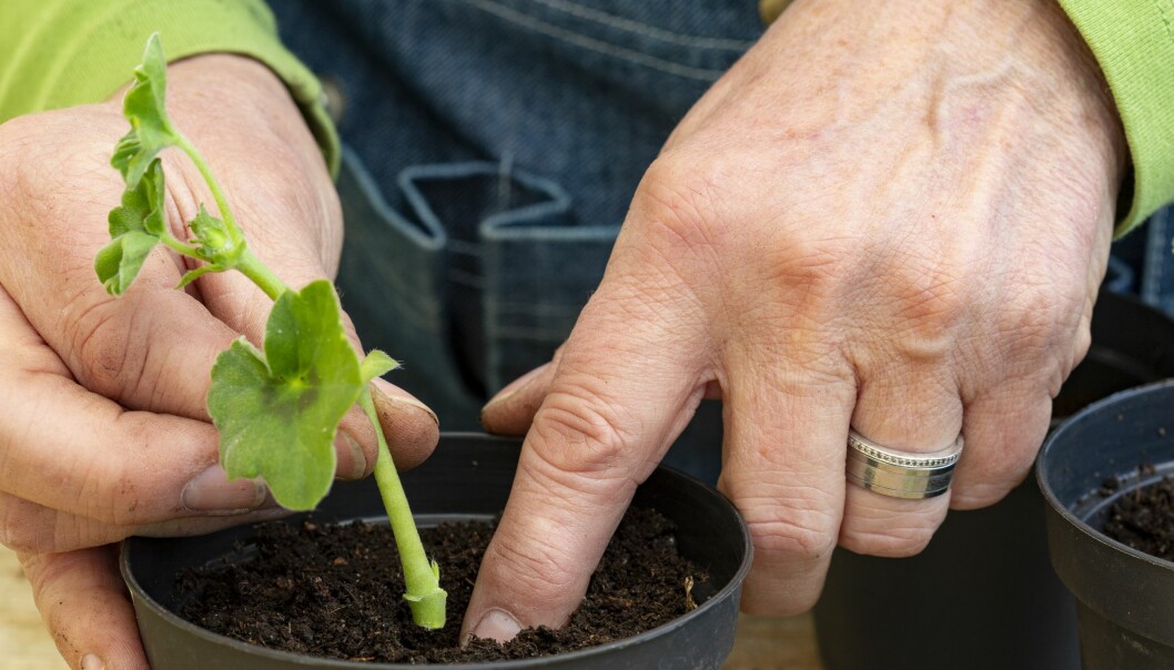Plantera pelargonsticklingar i luftig såjord.