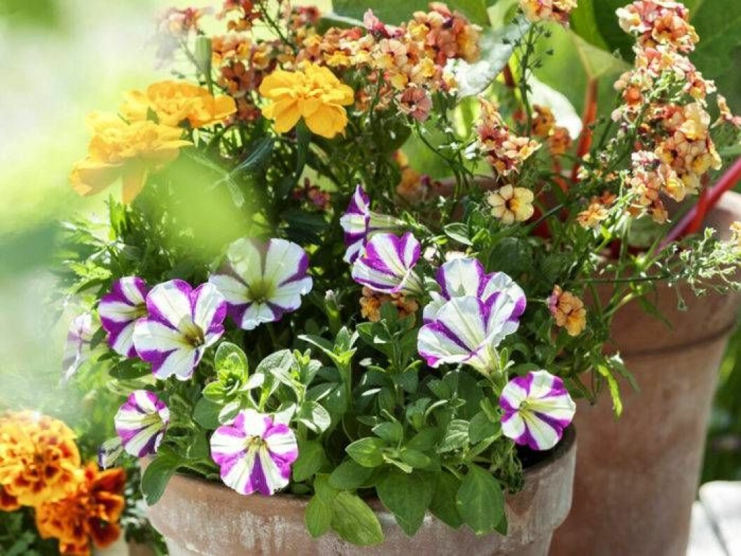 Foto: Anna Skoog Tagetes, nemesia, petunia och rabarber i lerkrukor.