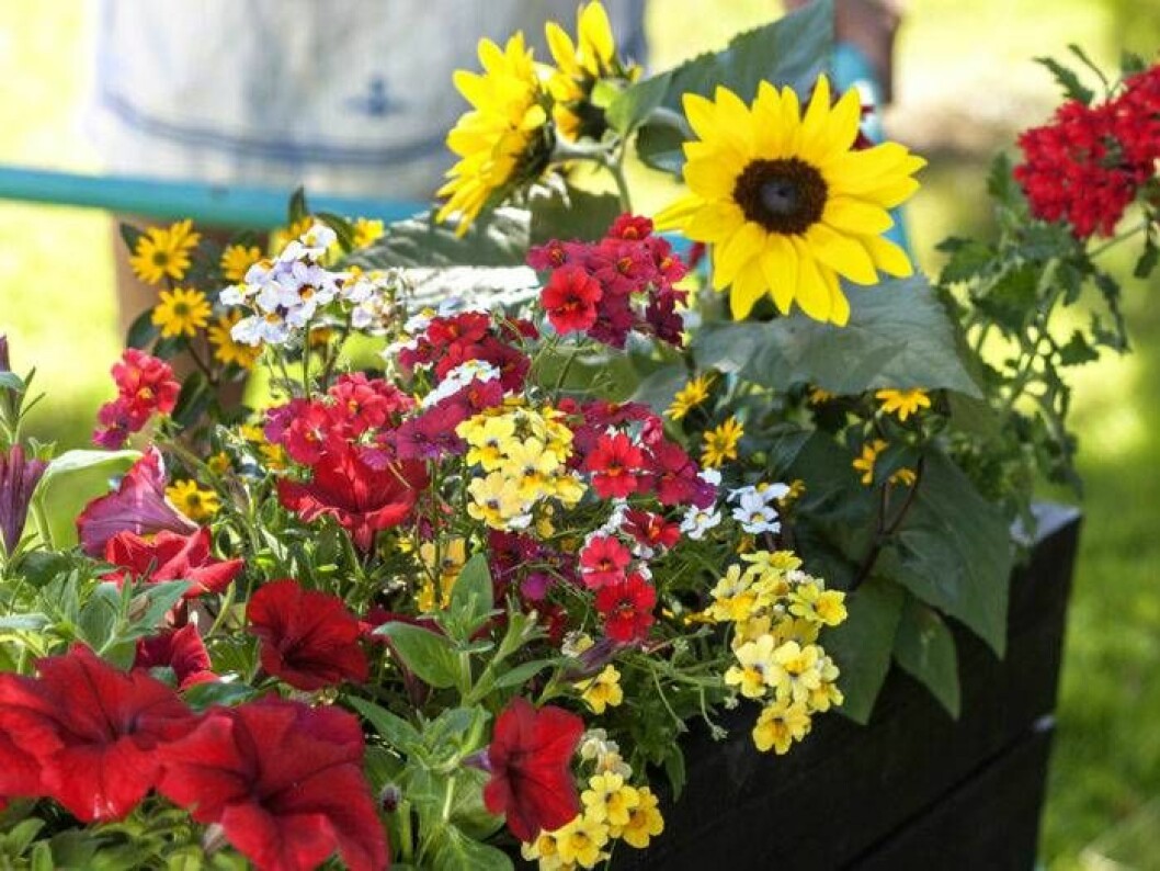 Foto: Anna Skoog Verbena, solros, nemesia, petunia och husarknapp, solros och nemesian i en balkonglåda.