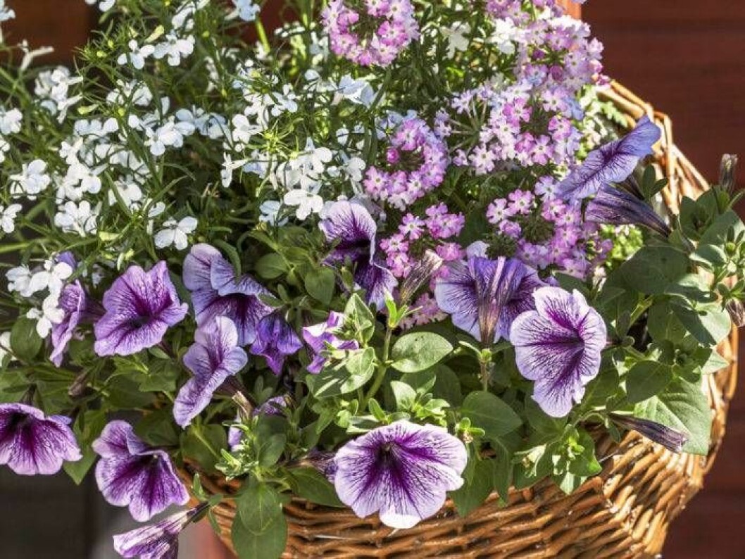 Foto: Anna Skoog Rund korg med petunia, verbena och hänglobelia.