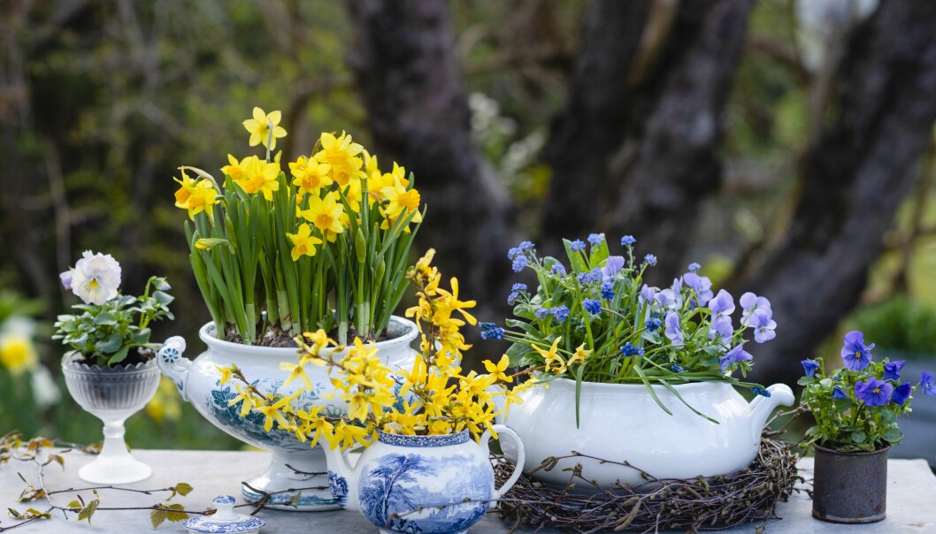 Vårens vackra blommor planterade i gamla soppterriner.