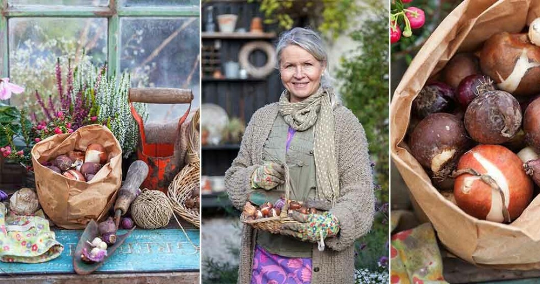 Förvara lökarna torrt och svalt tills det är dags att plantera. Kontrollera att de är friska, plocka direkt bort lökar som börjat mögla. Foto: Minna Mercke Schmidt Förvara lökarna torrt och svalt tills det är dags att plantera. Kontrollera att de är friska, plocka direkt bort lökar som börjat mögla.