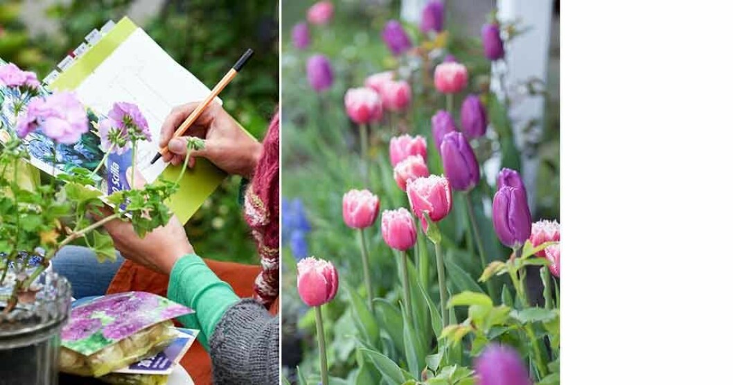 Franstulpanen ’Dallas’ och enkla tulpanen ’Purple Prince’ samsas här i en rabatt tillsammans med en blå pärlhyacint. Foto: Minna Mercke Schmidt Franstulpanen ’Dallas’ och enkla tulpanen ’Purple Prince’ samsas här i en rabatt tillsammans med en blå pärlhyacint.
