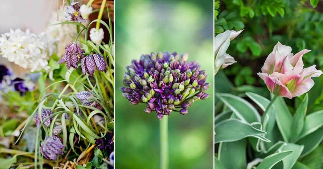 Kungsängslilja och vita hyacinter, allium och vridifloratulpan. Foto: Minna Mercke Schmidt Kungsängslilja och vita hyacinter, allium och vridifloratulpan.